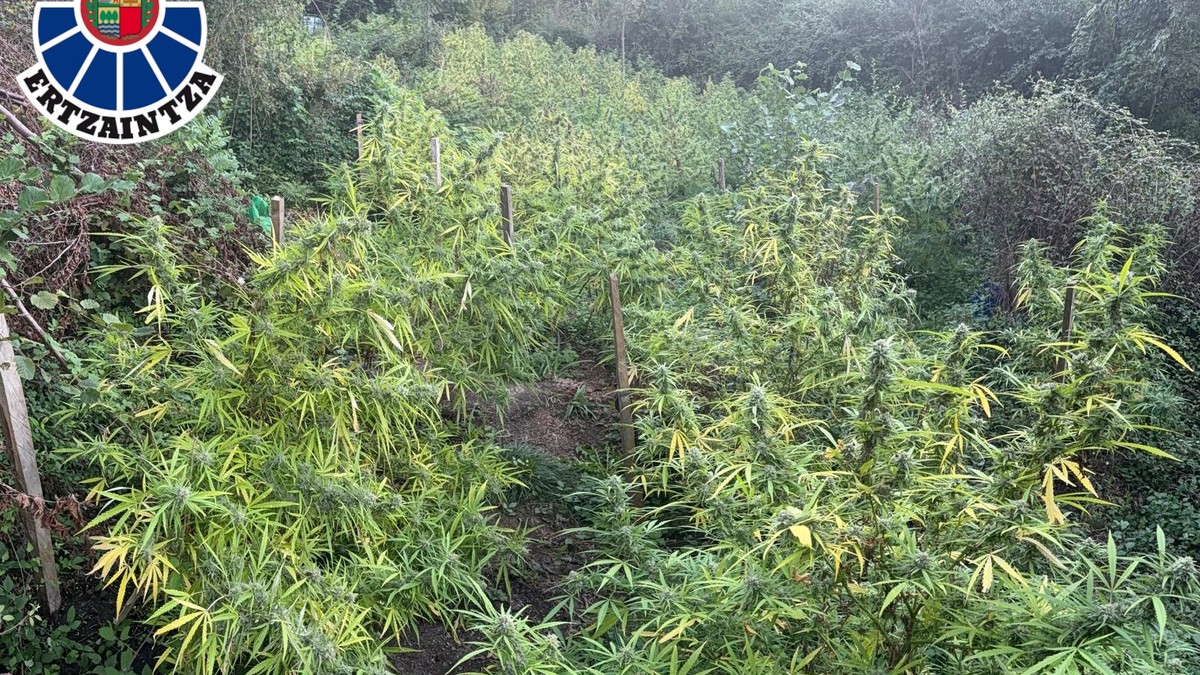 Bi atxilotu Aretxabaletan, zuhaitz eremu batean 300 marihuana landare aurkitu ostean