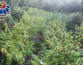 Bi atxilotu Aretxabaletan, zuhaitz eremu batean 300 marihuana landare aurkitu ostean