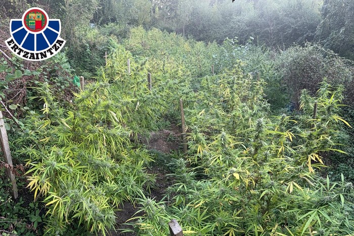 Bi atxilotu Aretxabaletan, zuhaitz eremu batean 300 marihuana landare aurkitu ostean