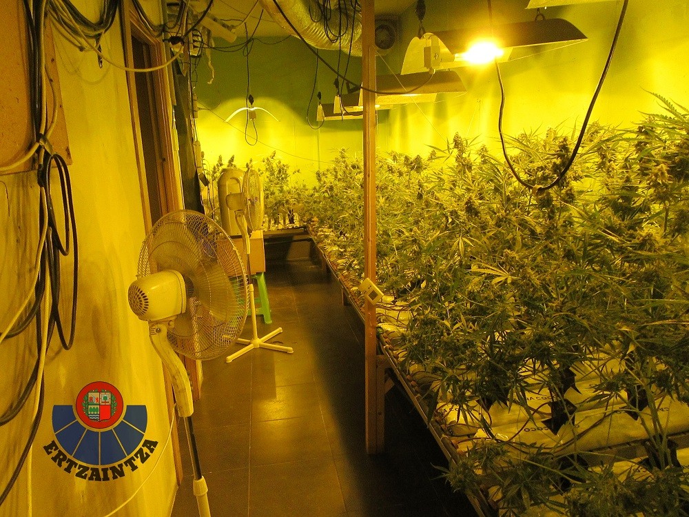 Gizonezko bat atxilotu dute Arrasaten lokal batean 200 marihuana landare izateagatik