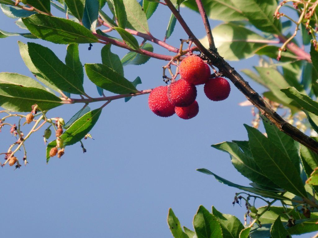 Garangorriak Oñatin