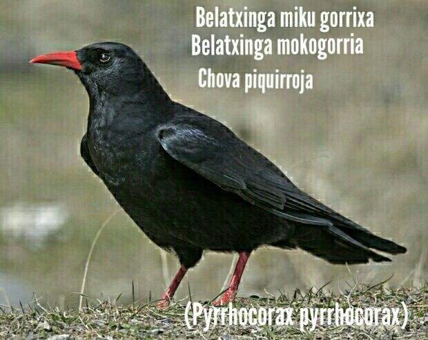 Belatxinga mokogorria
