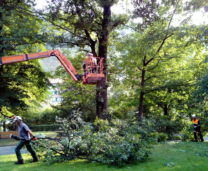Sei zuhaitz botako direla-eta, Usondo parkeak erabilera mugatua izango du asteon