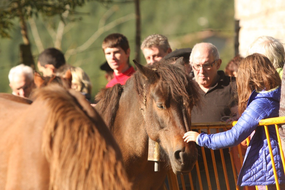 Elosuan mendiko ganadu feria egingo da domekan
