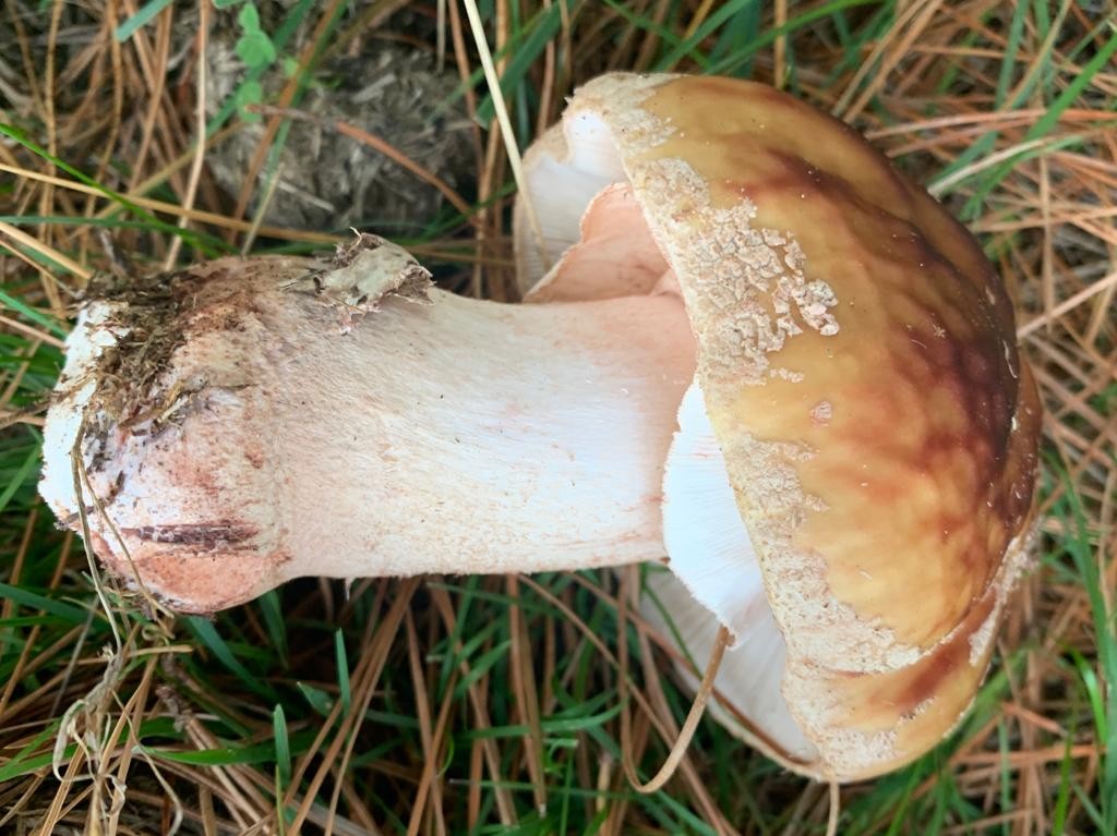 Galdakao lanperna