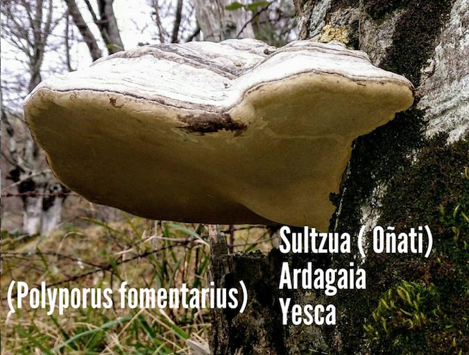 Sultzua