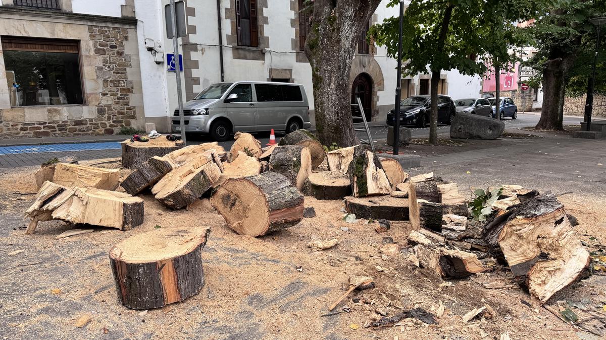 Gaixo zegoen zuhaitz handi bat bota dute Santa Marina plazan