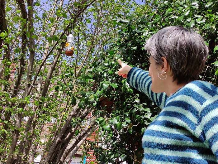 Liztor asiarren aurkako 80 tranpa jarri dituzte Eskoriatzan