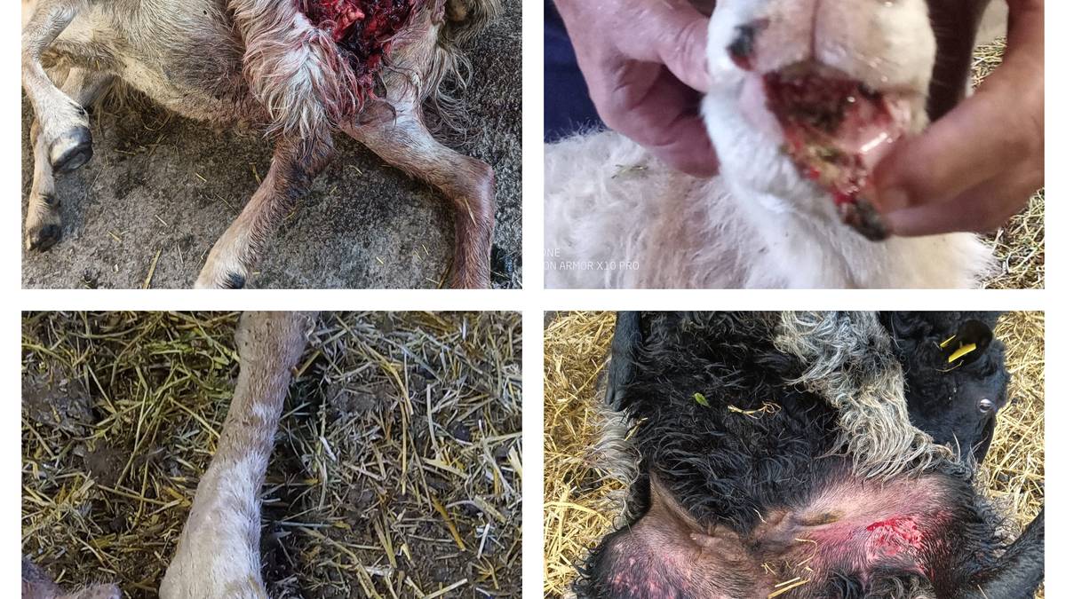 Txakurrak mendian "kontrolpean" eramateko deia, ardiei egindako erasoen ondorioz
