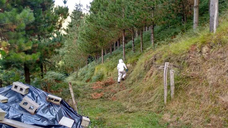 Liztor beltzaren bi habia inaktibatuta, Elgetan