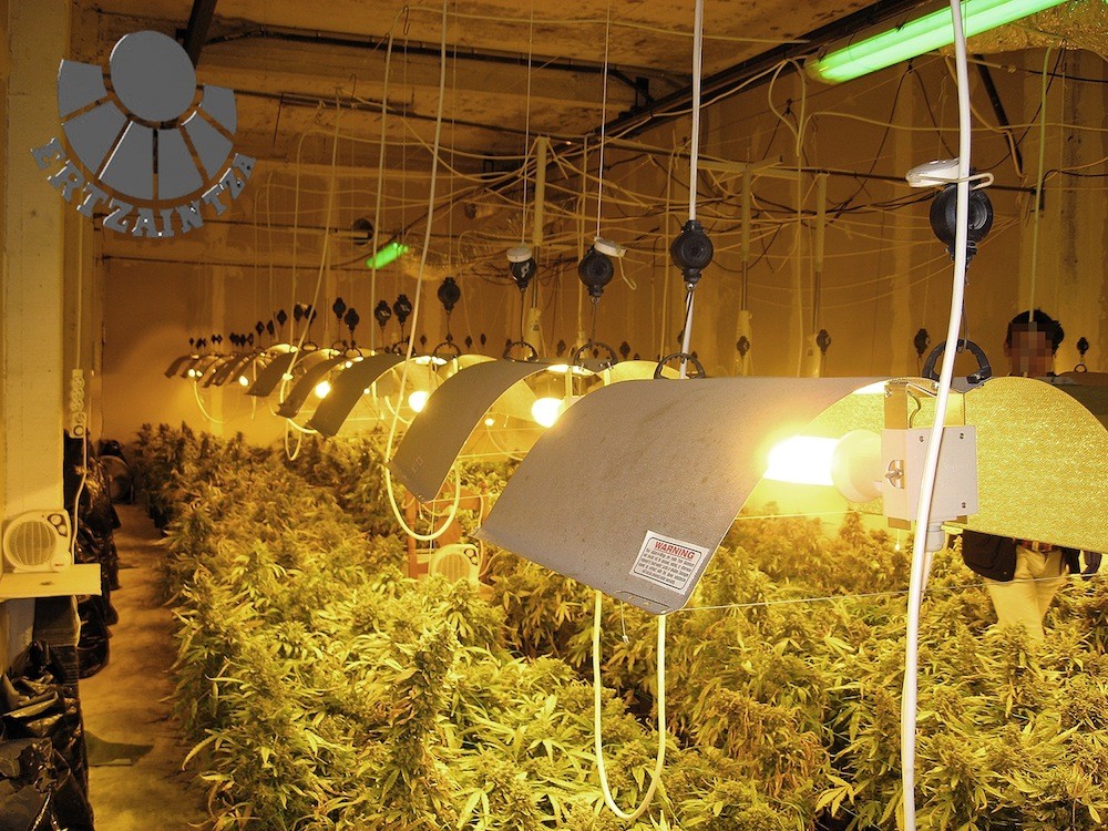 1.750 marihuana-landare konfiskatu dituzte Bergaran