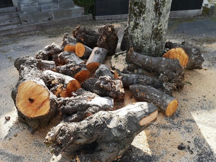 Udal basoetako egurra aprobetxatu dezakete herritarrek