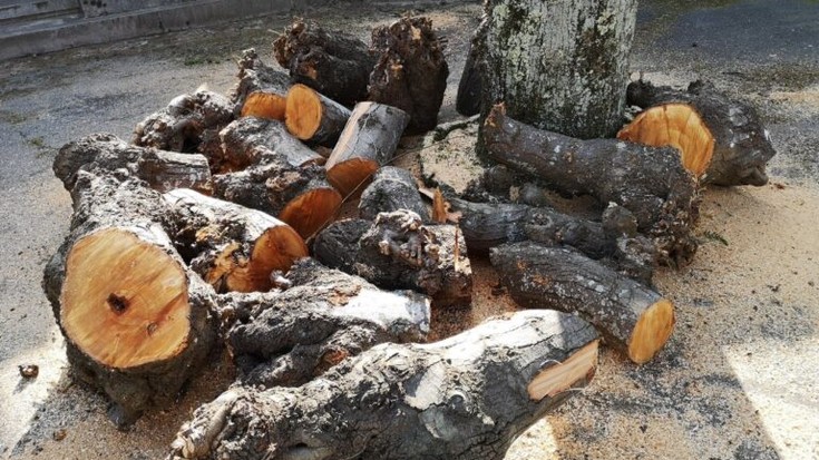 Udal basoetako egurra aprobetxatu dezakete herritarrek