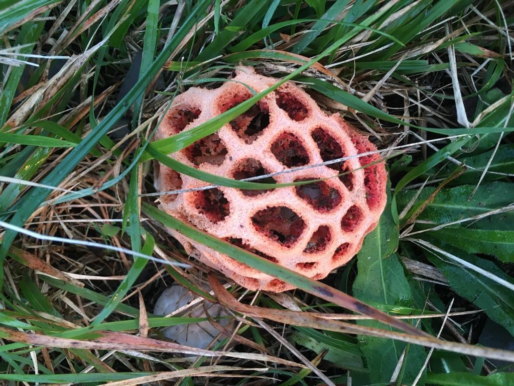 Perretxiko berezia