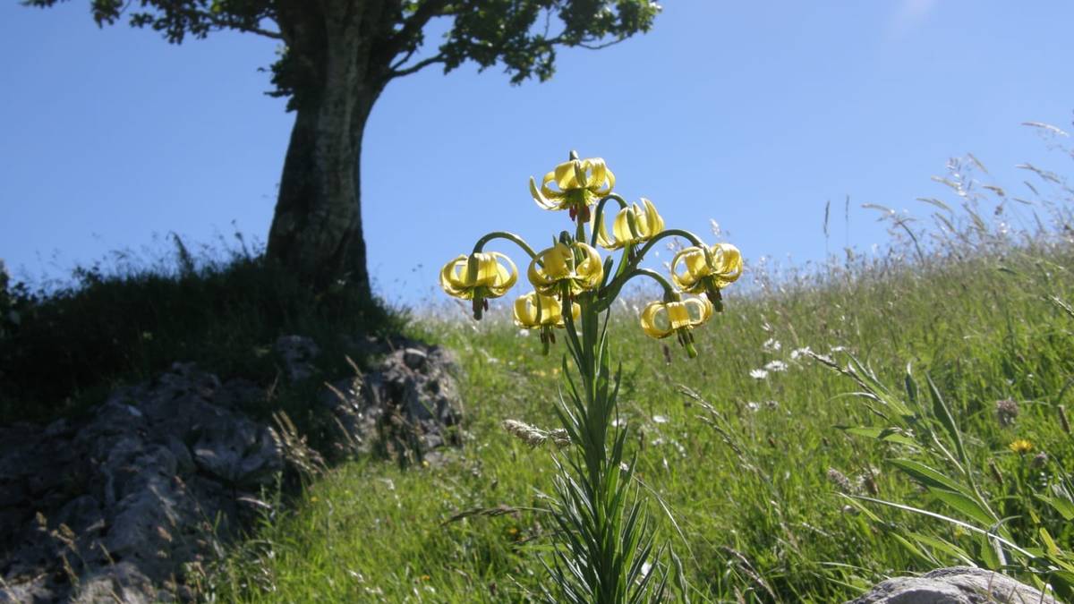 'Lilium pyrenaicum' landarearen 450 ale aurkitu dituzte Debagoienean