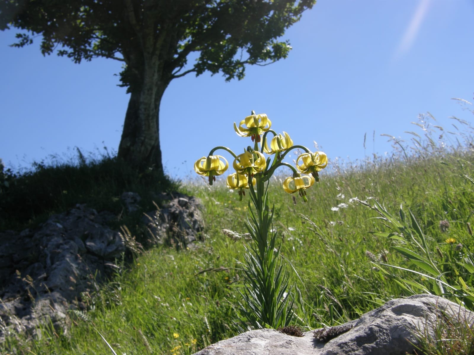 'Lilium pyrenaicum' landarearen 450 ale aurkitu dituzte Debagoienean