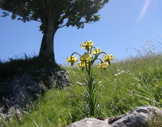 'Lilium pyrenaicum' landarearen 450 ale aurkitu dituzte Debagoienean