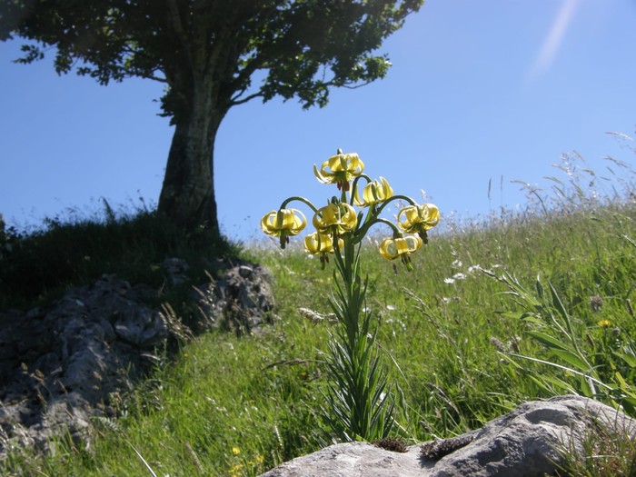 'Lilium pyrenaicum' landarearen 450 ale aurkitu dituzte Debagoienean
