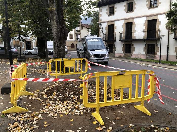 Santa Marina plazako lau zuhaitz moztu dituzte gaixo zeudelako