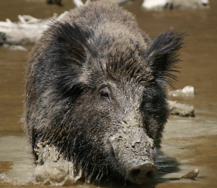 Inguruko animaliak ezagutzeko bisita gidatua