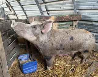 Santamasetako 200 kilo inguruko 'Meri Xendo' txerria Zaloña Aurrekoa baserritik dator