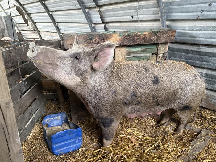 Santamasetako 200 kilo inguruko 'Meri Xendo' txerria Zaloña Aurrekoa baserritik dator