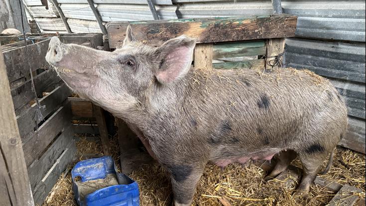 Santamasetako 200 kilo inguruko 'Meri Xendo' txerria Zaloña Aurrekoa baserritik dator