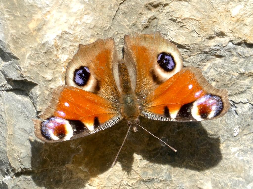 Hegazterren tximeleta