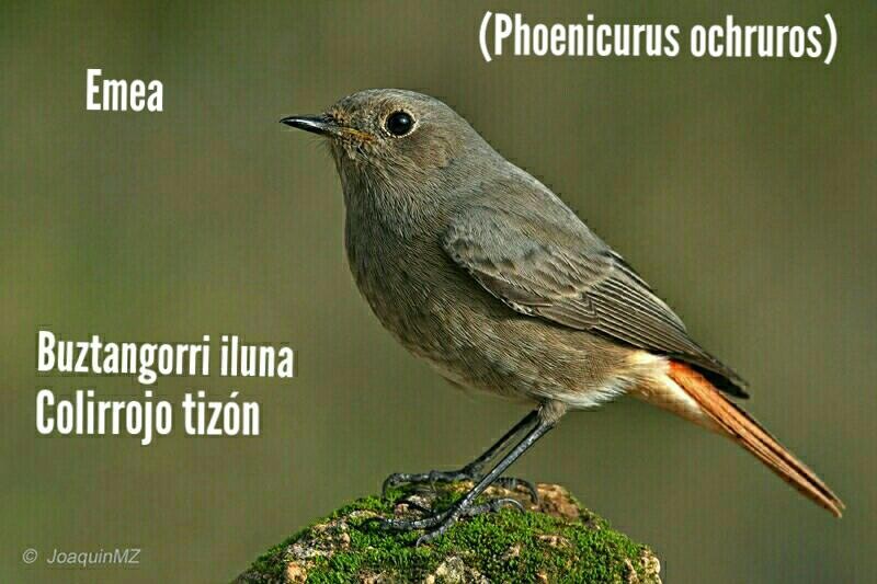 Buztangorri iluna