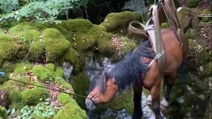 Zulo batera eroritako behor bat atera dute suhiltzaileek eta ertzainek Urbian