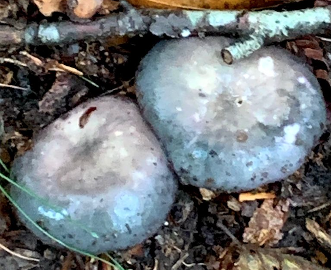 Gibelurdina