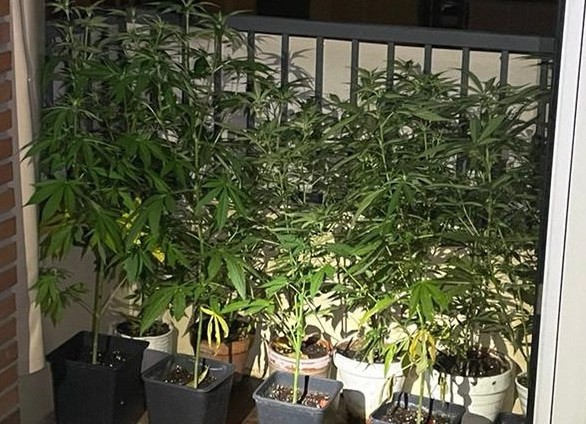 Sute bat itzaltzera joan, eta marihuana barne plantazio bat aurkitu du Ertzaintzak Aretxabaletan