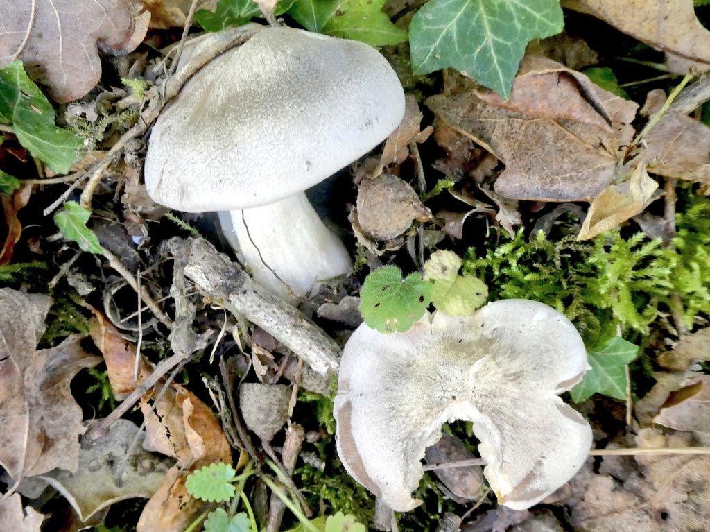 Perretxiko pozoitsua