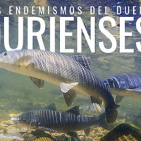 'Durienses; los endemismos del Duero' dokumentala