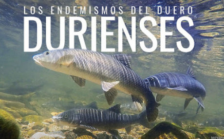 'Durienses; los endemismos del Duero' dokumentala