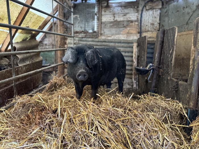 'Gurutze' txerri mestizoa, 250 kilo ingurukoa, santamasetarako gertu