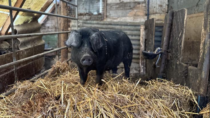 'Gurutze' txerri mestizoa, 250 kilo ingurukoa, santamasetarako gertu