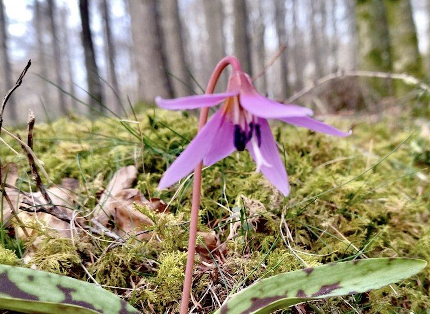 Txakur-hortza landarea