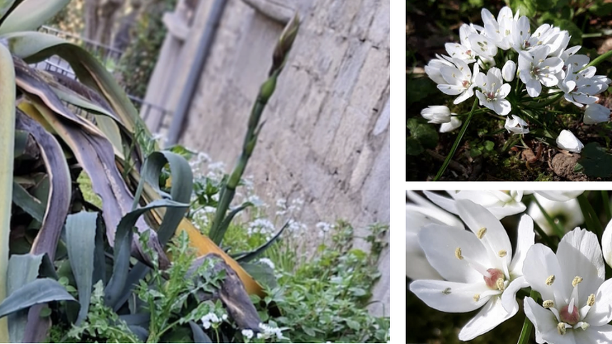 'Alliun neapolitanum' landarea ugaritzen ari da Bergarako Errekalde parkean