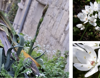 'Alliun neapolitanum' landarea ugaritzen ari da Bergarako Errekalde parkean