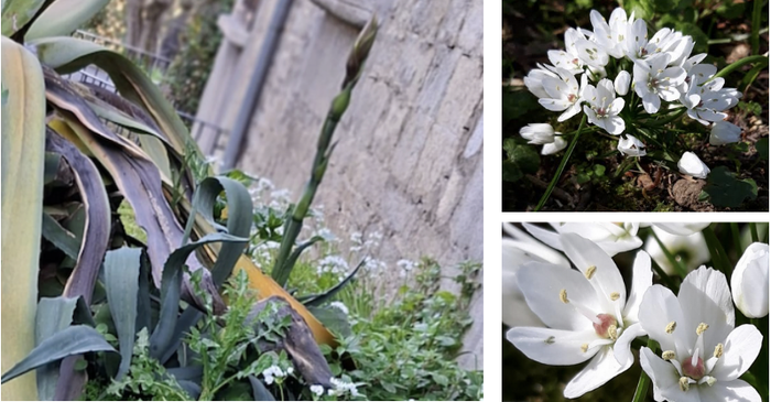 'Alliun neapolitanum' landarea ugaritzen ari da Bergarako Errekalde parkean