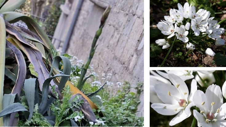 'Alliun neapolitanum' landarea ugaritzen ari da Bergarako Errekalde parkean