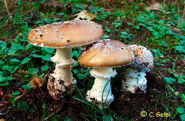 Amanita pantherina