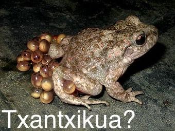 Txantxikua