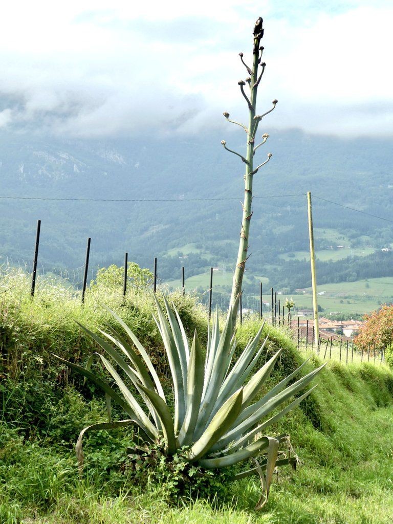 Agave americana