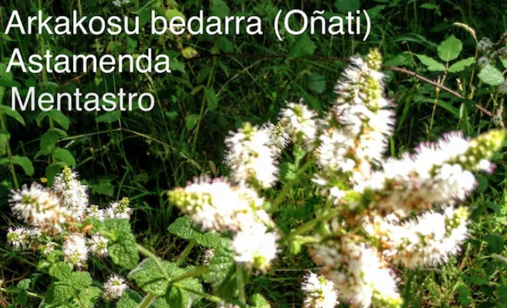 Araotzeko Trinidadiak ere bertan behera