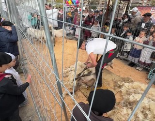 Ardi-moztailea eta perratzailea lanean, bertatik bertara