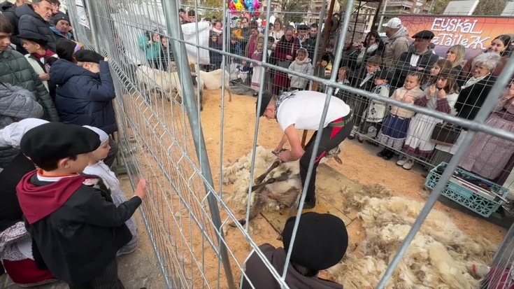 Ardi-moztailea eta perratzailea lanean, bertatik bertara