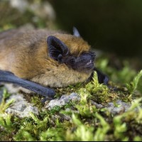 Saguzarren gaua