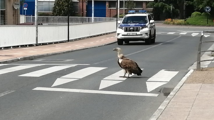 Kalera etortzea erabaki du gaur saiak